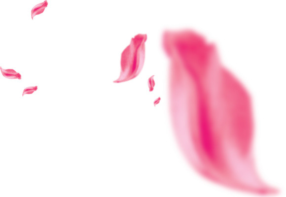 玫瑰花瓣