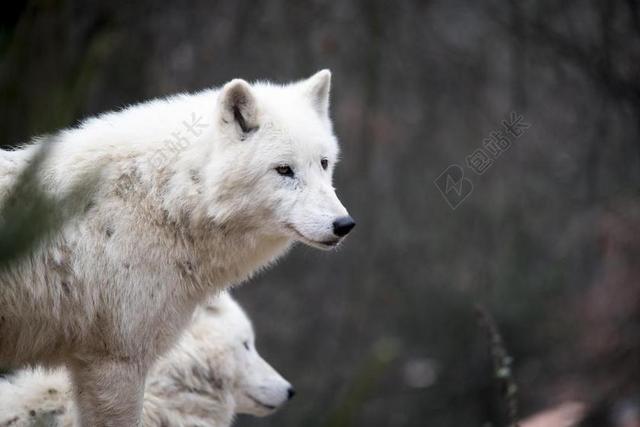 白狼 狼 自然 捕食者 野生动物 头
