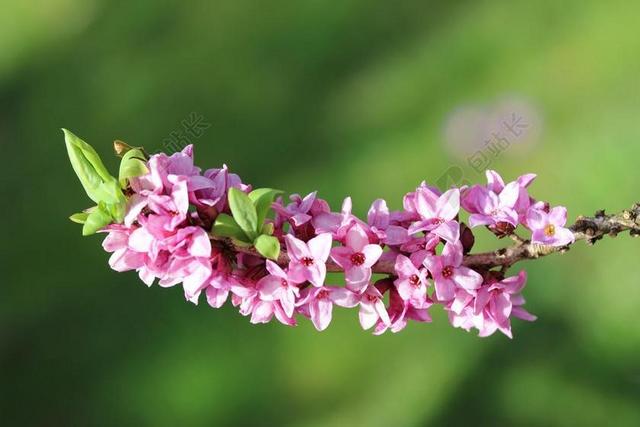 瑞香 春天 开花 花园 科 紫