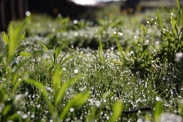 摄影简约雨后的水珠背景图片