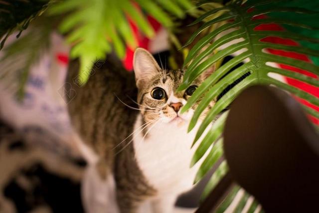 猫咪 宠物 动物