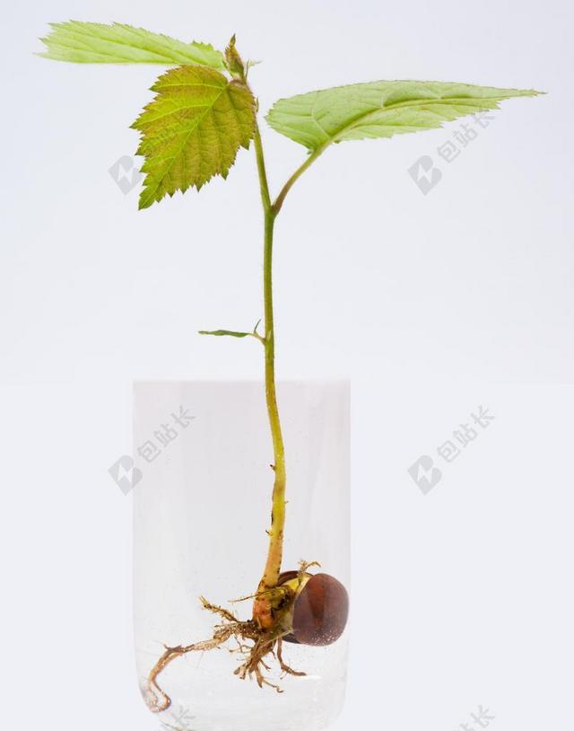 细菌 胚叶 榛子 生物 植物 绿色 幼苗 宏 根系统 水
