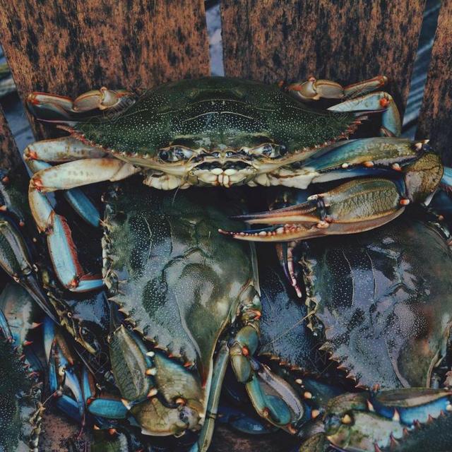 蟹 小龙虾 动物 海洋 自然 动物群 食品 海鲜 贝类