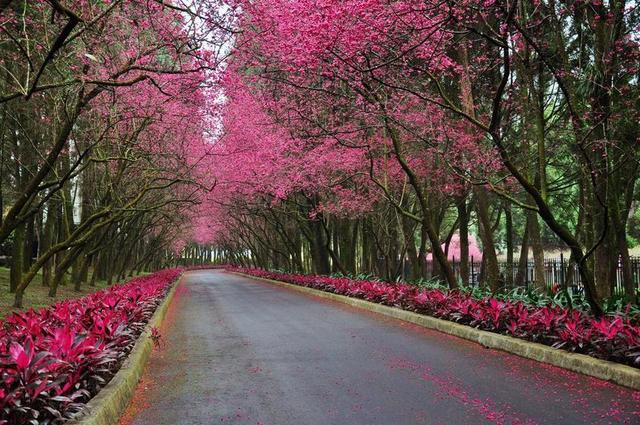 櫻花 道路 步道 花 風景