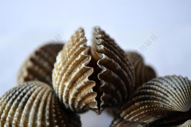 贝壳 扇贝 软体动物 海洋 海鲜 桩 海上生活