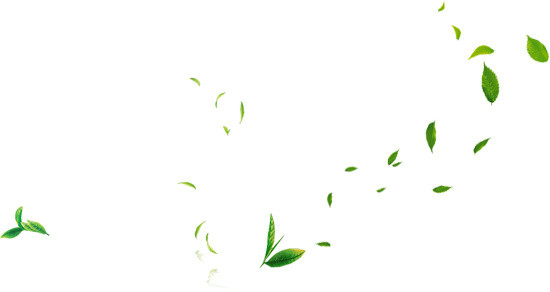 茶文化茶艺素材