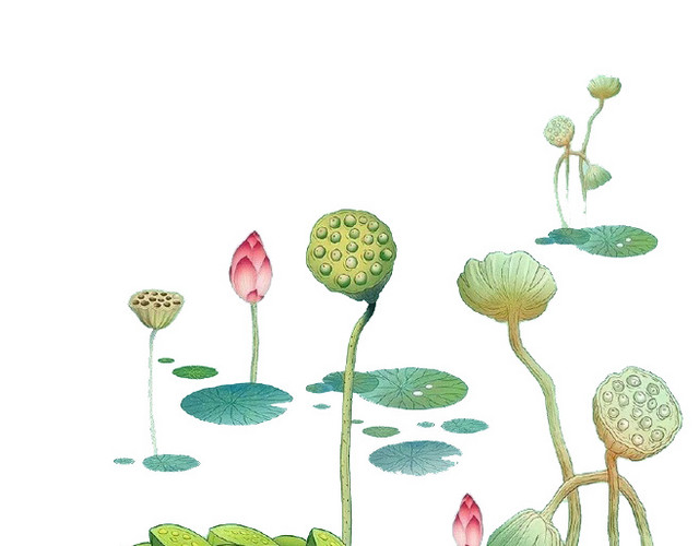 荷花