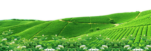 一大片茶田背景素材