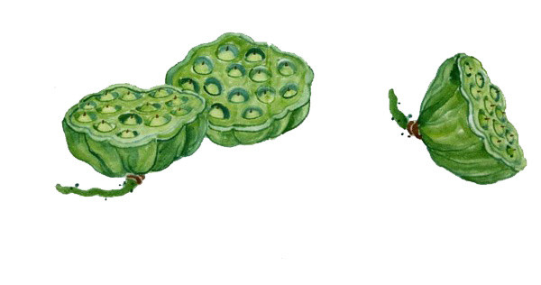 莲子