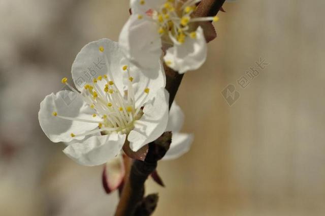 樱花 杏花 白色的花 花 芽 春天 白 棉花花 雌蕊 关闭