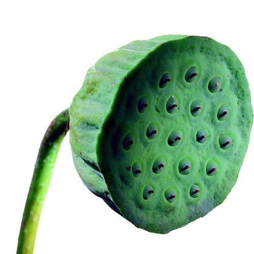 莲子