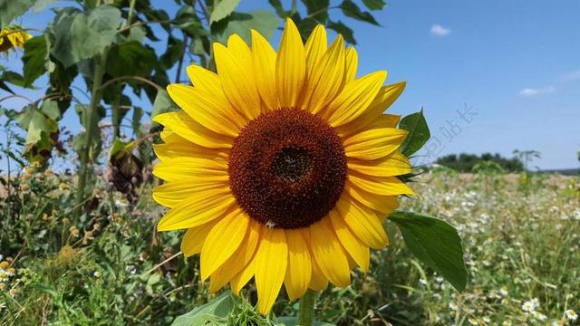 夏季 太阳花 厂 黄色 鲜花 开花 盛开 性质