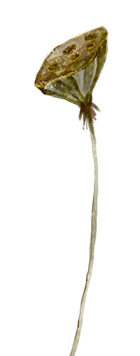 莲子