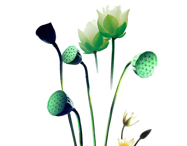 荷花