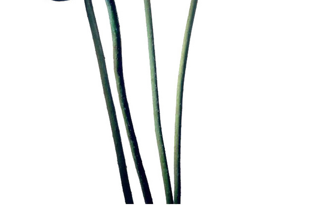 莲子