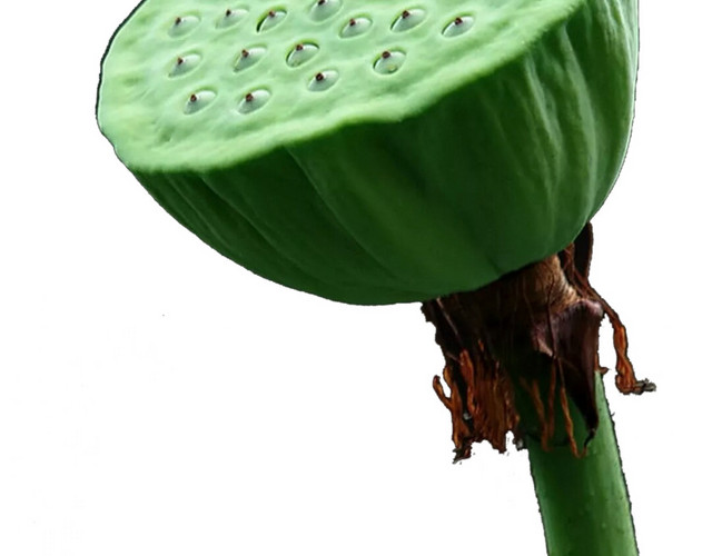 莲子