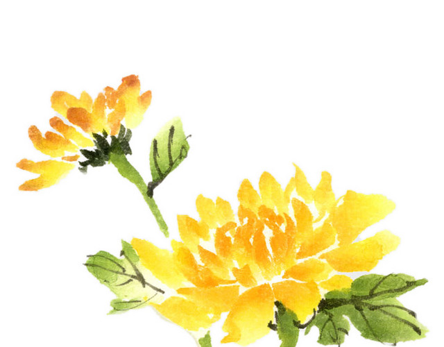 手绘菊花素材