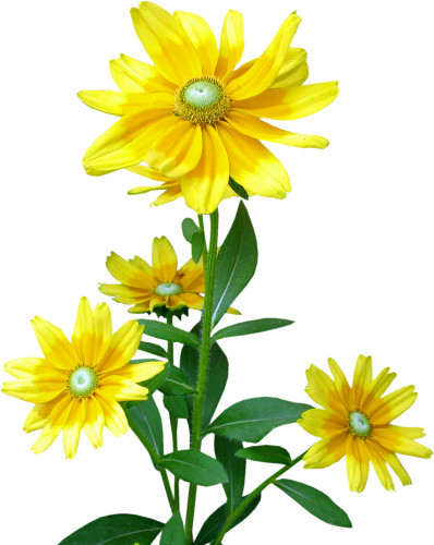 清新菊花素材
