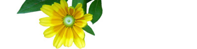 清新菊花素材