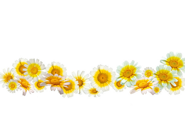 菊花边框素材
