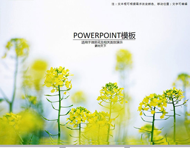 油菜花景点PPT模板