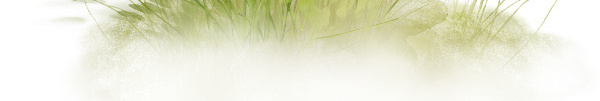 蒲公英