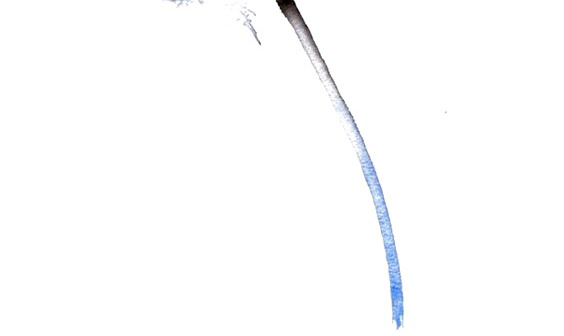 蒲公英