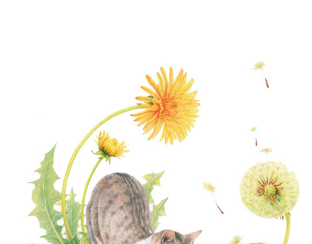 蒲公英和猫