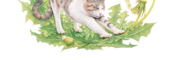 蒲公英和猫