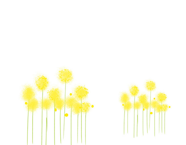 蒲公英