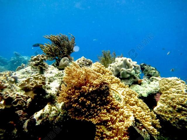 海 潜水 珊瑚 马林 潜艇
