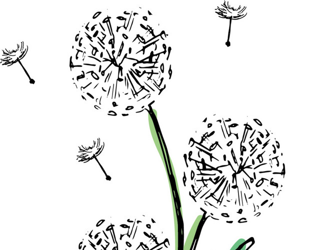 蒲公英