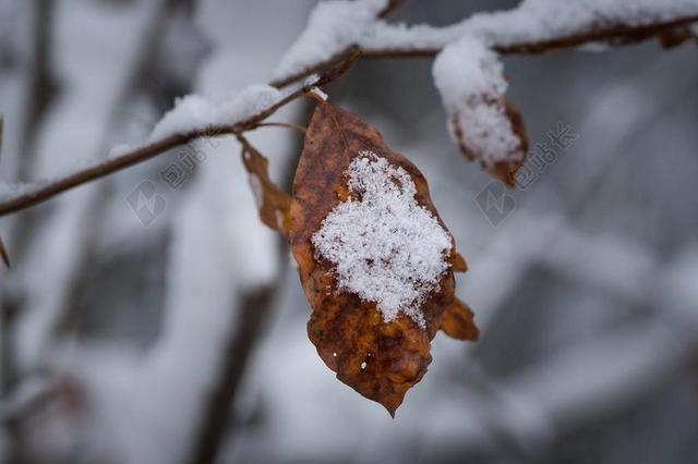 摄影自然融雪的枯叶背景图片