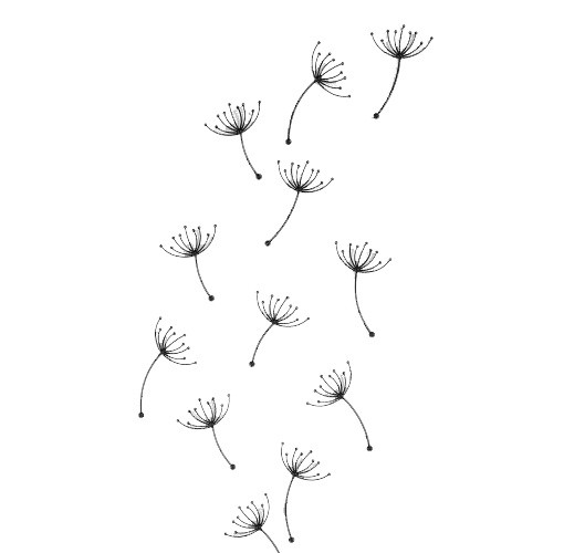 蒲公英种子