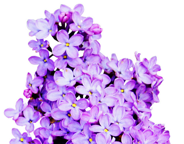 薰衣草花
