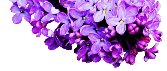薰衣草花