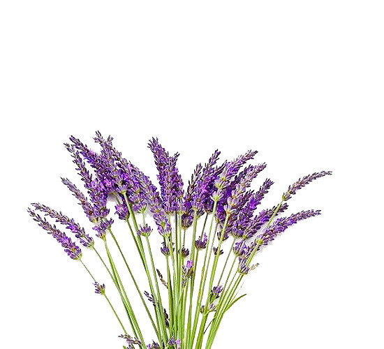 薰衣草