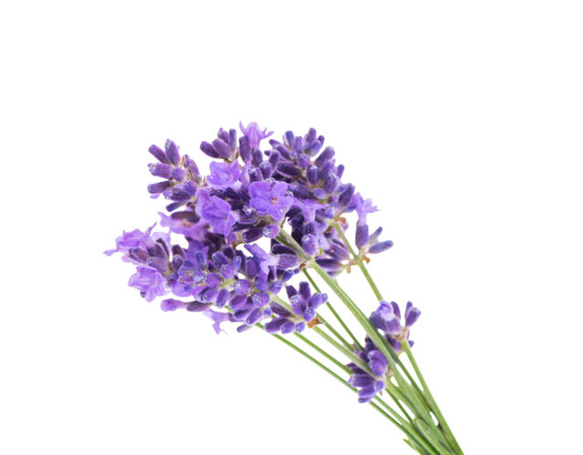 薰衣草