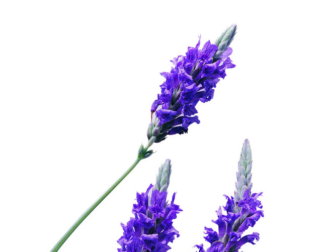 薰衣草