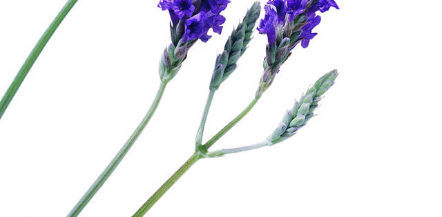薰衣草
