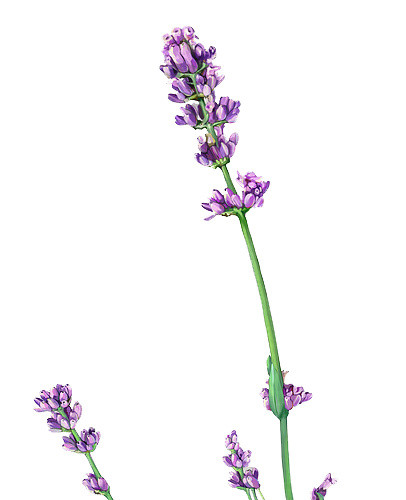 薰衣草花