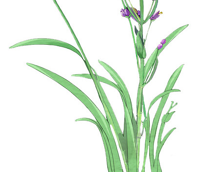 薰衣草花