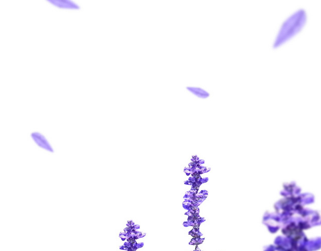 薰衣草