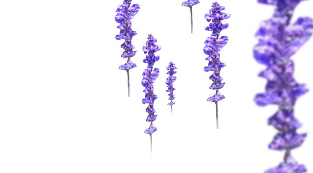 薰衣草