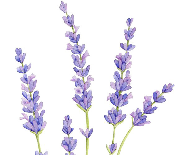 薰衣草花