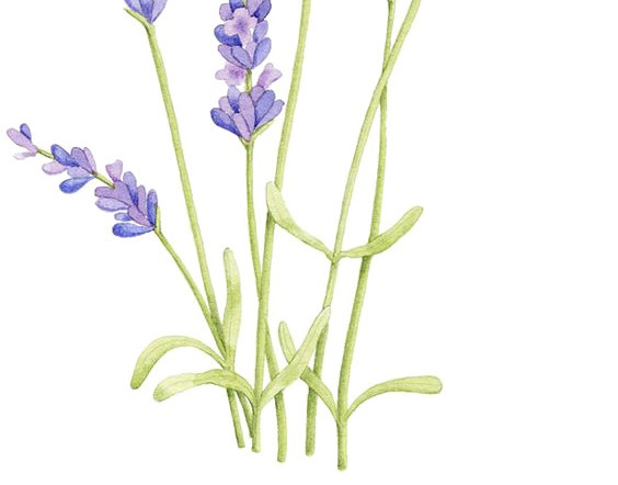薰衣草花