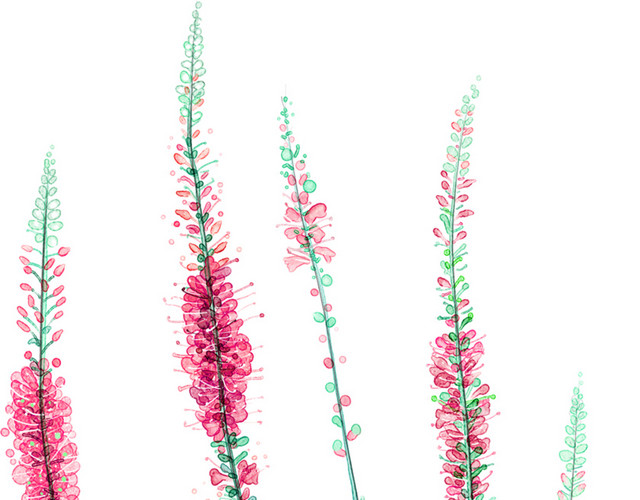 薰衣草花