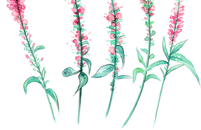 薰衣草花