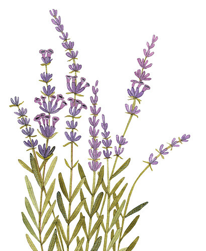薰衣草花