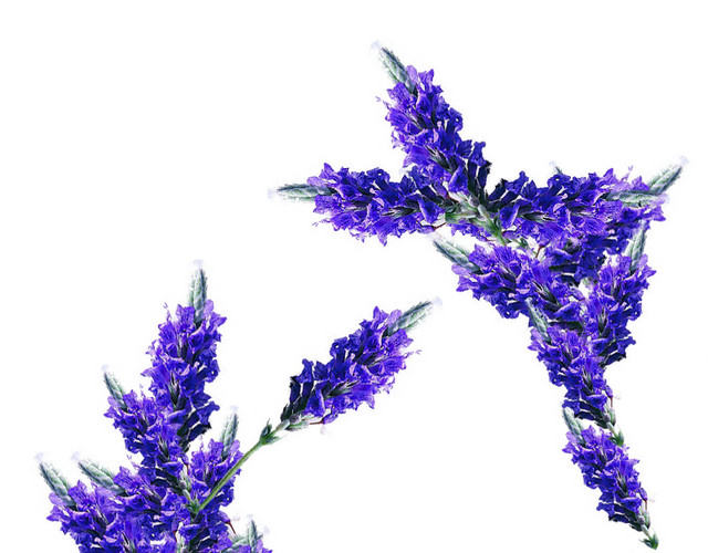 薰衣草